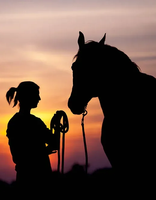 Lemieux Store -Lemieux Store 5 differences between horses as a hobby and as a career e1766825380185