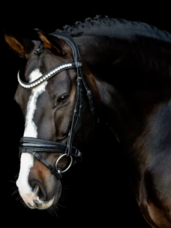 SD Design Mystery Browband Clear -Lemieux Store I 68