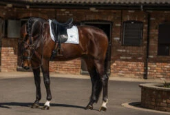 Equestrian Stockholm Bandages White Perfection Silver -Lemieux Store dressage saddle pad white perfection silver
