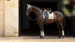 LeMieux Loire Classic Bandages Fern -Lemieux Store it04097 lifestyle loireclassicdressagesquare fern 3 1